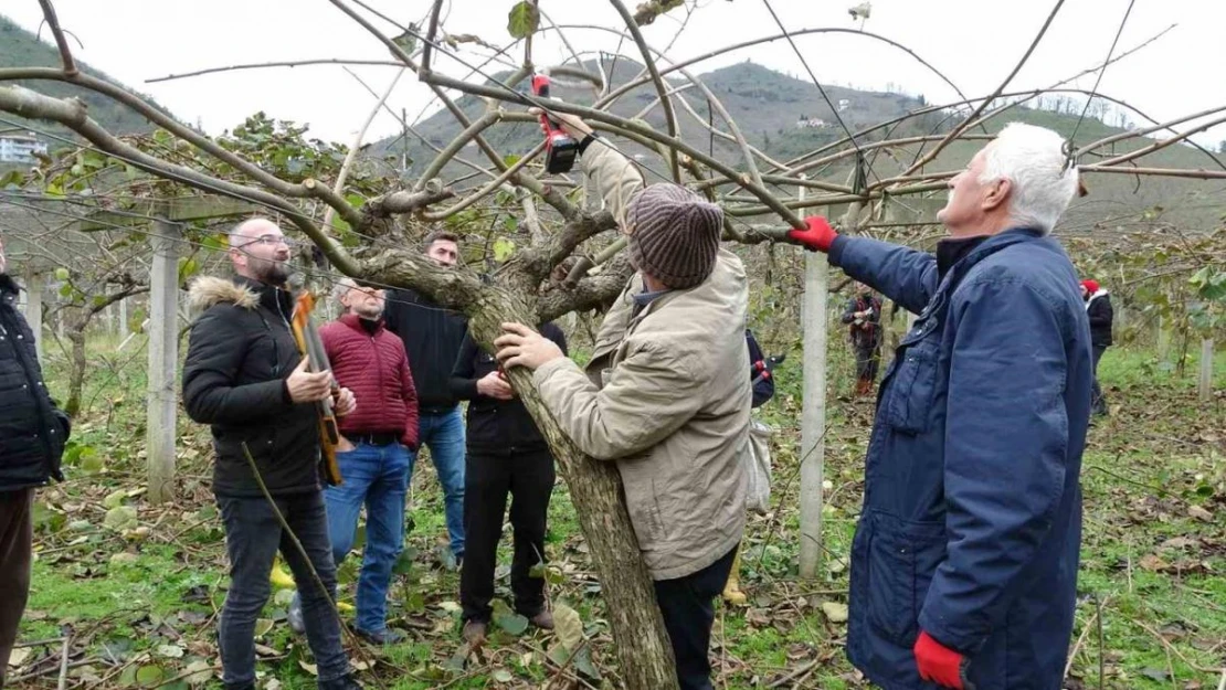 Ordu'da vatandaşlara 'kivi budama' eğitimi