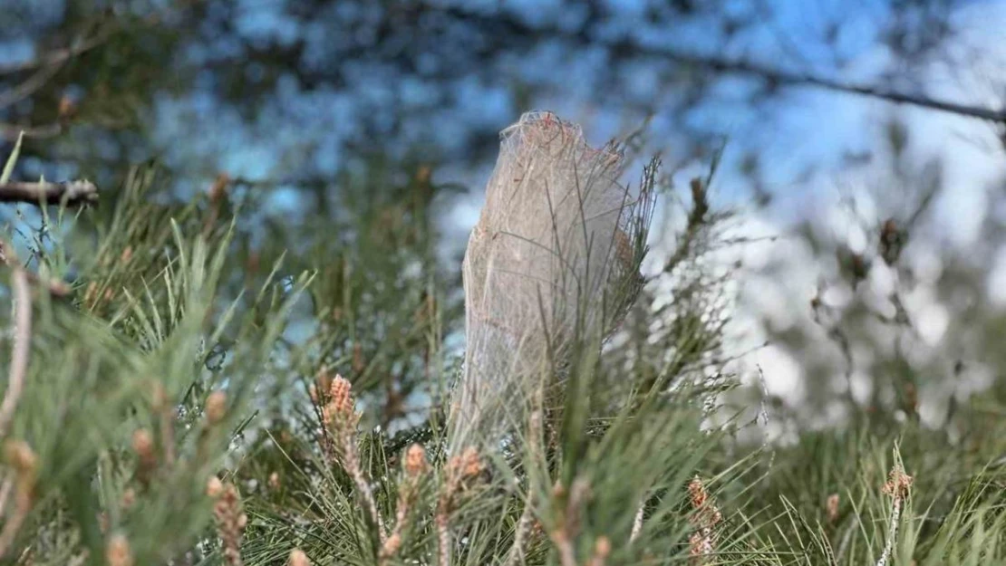 Ormanlarda 'çam kese böceği' tehlikesi