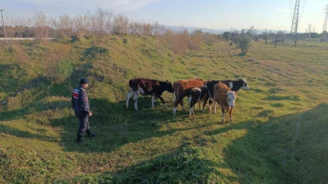 Otlarken kaybolan 6 büyükbaş hayvanı, jandarma buldu