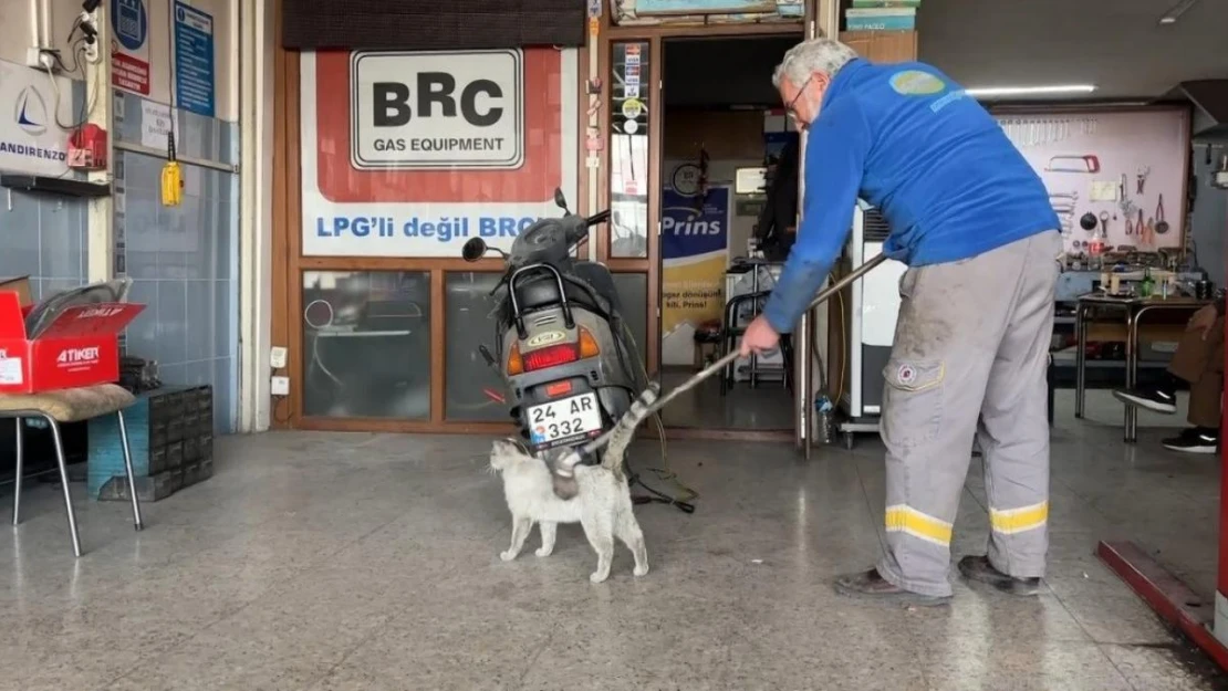 Oto tamircisinin maskotu 'Paşa' fırçayı görünce dayanamıyor!