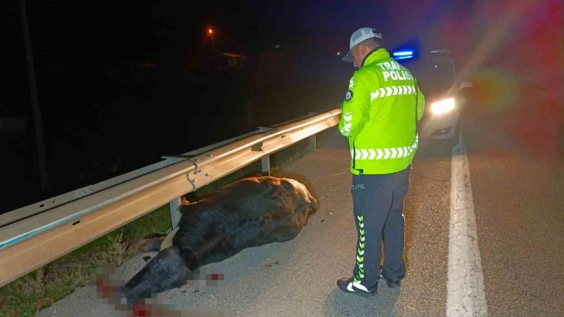 Otomobil yola fırlayan mandaya çarptı