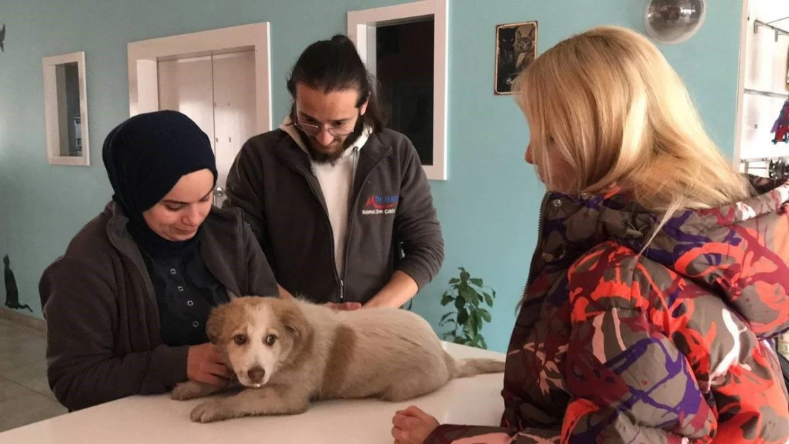 Otomobilin çarptığı köpeğin çığlıklarını duyan merhametli doktor yaralı köpeğin yardımına koştu