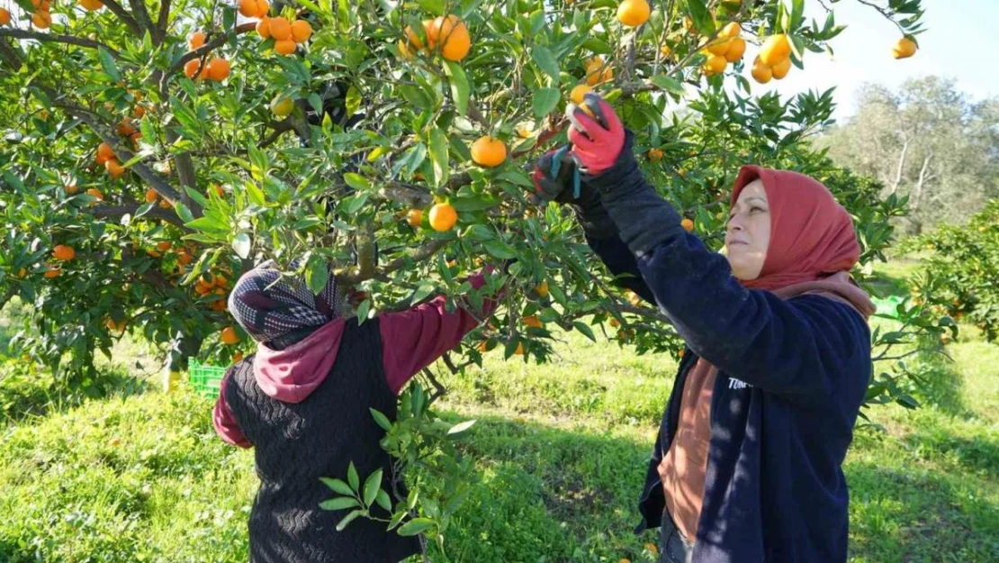 (Özel) Coğrafi işaretli Havran Mandalinası hasat ediliyor