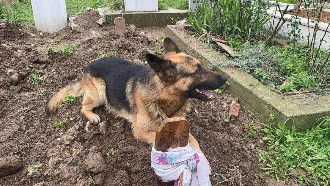 (Özel) Evladı gibi baktığı köpeği 52 gündür mezarından ayrılmıyor