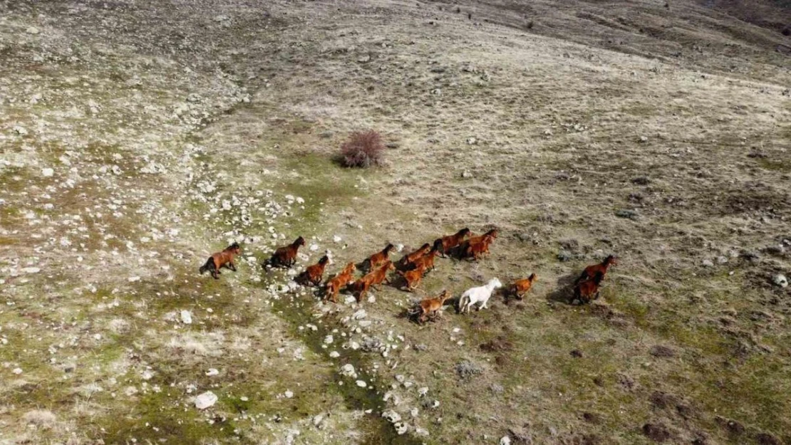 (ÖZEL) Güneşi gören yılkı atları indikleri yaylarda havadan görüntülendi