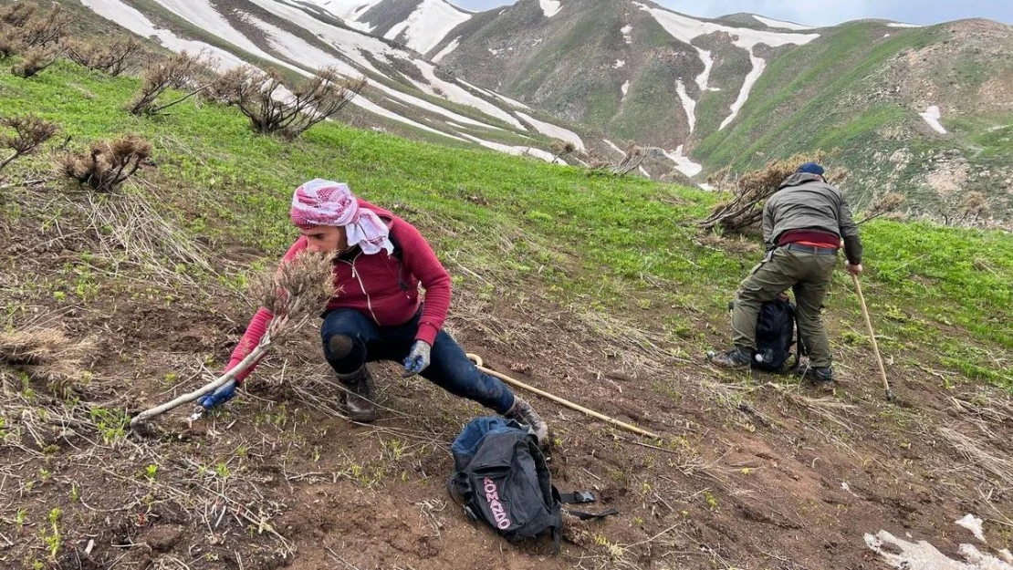 Pancar toplamak için dağlara tırmanıp kilometrelerce yürüyorlar