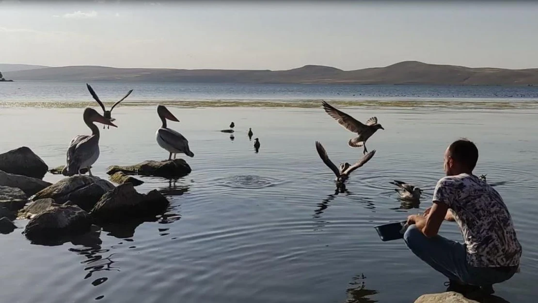 Pelikanlar Akçakale Adası'nın maskotu oldu