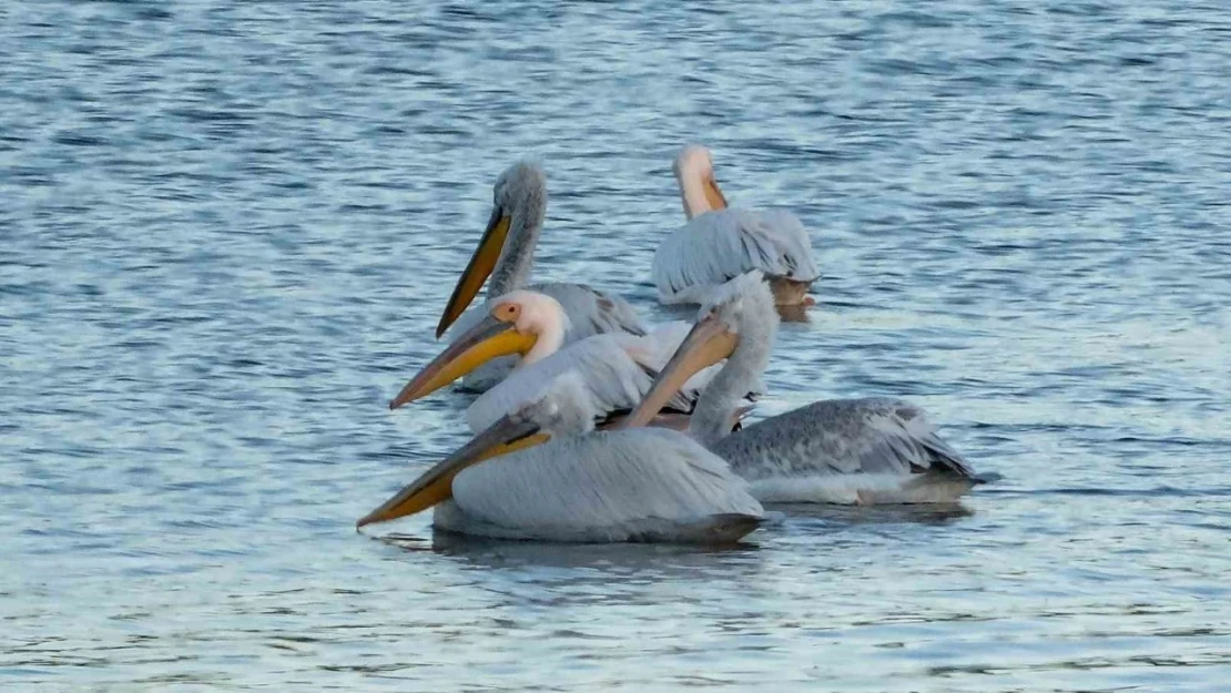 Pelikanlar Kars Baraj Gölü'nü mesken tuttu