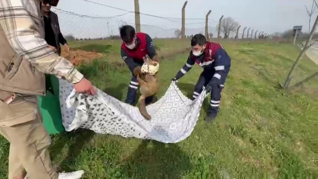 Pendik'te yaralı tilkinin imdadına belediye ekipleri yetişti