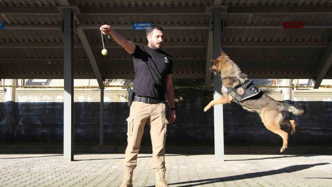 Polisin en büyük destekçisi dedektör köpekler