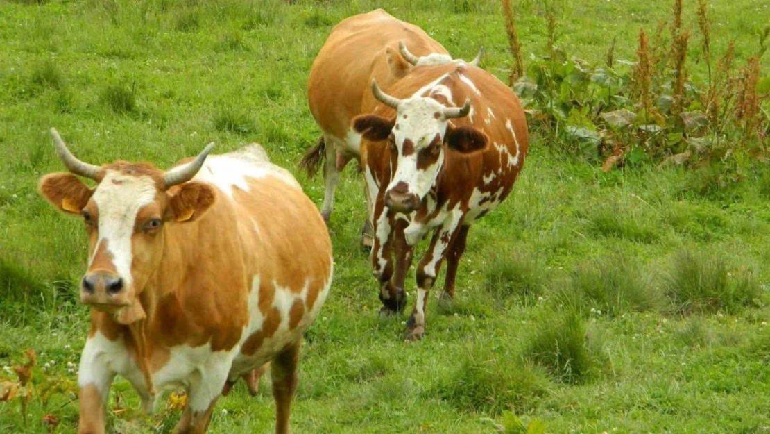 Posof'ta hayvan girişleri yasaklandı