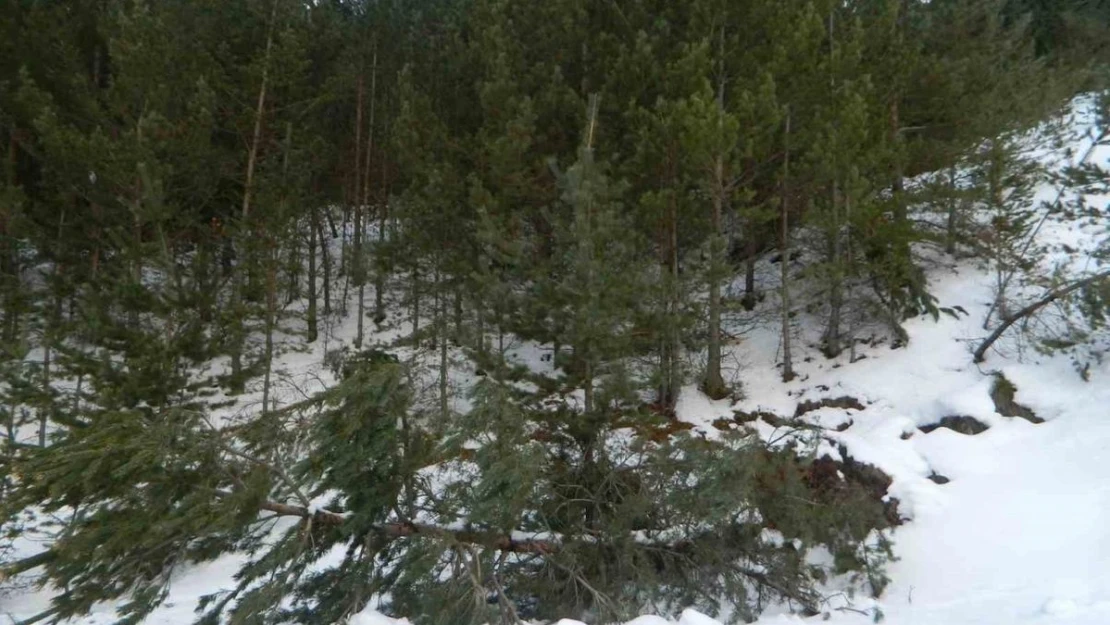 Posof'ta kar yağışı etkili oluyor