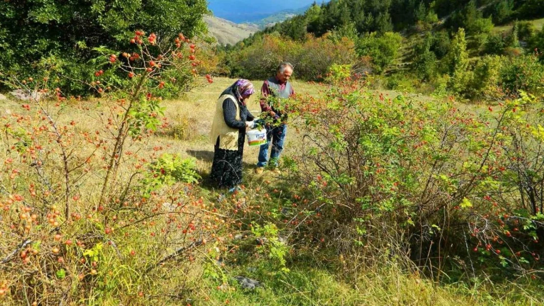 Posof'ta kış hazırlıkları