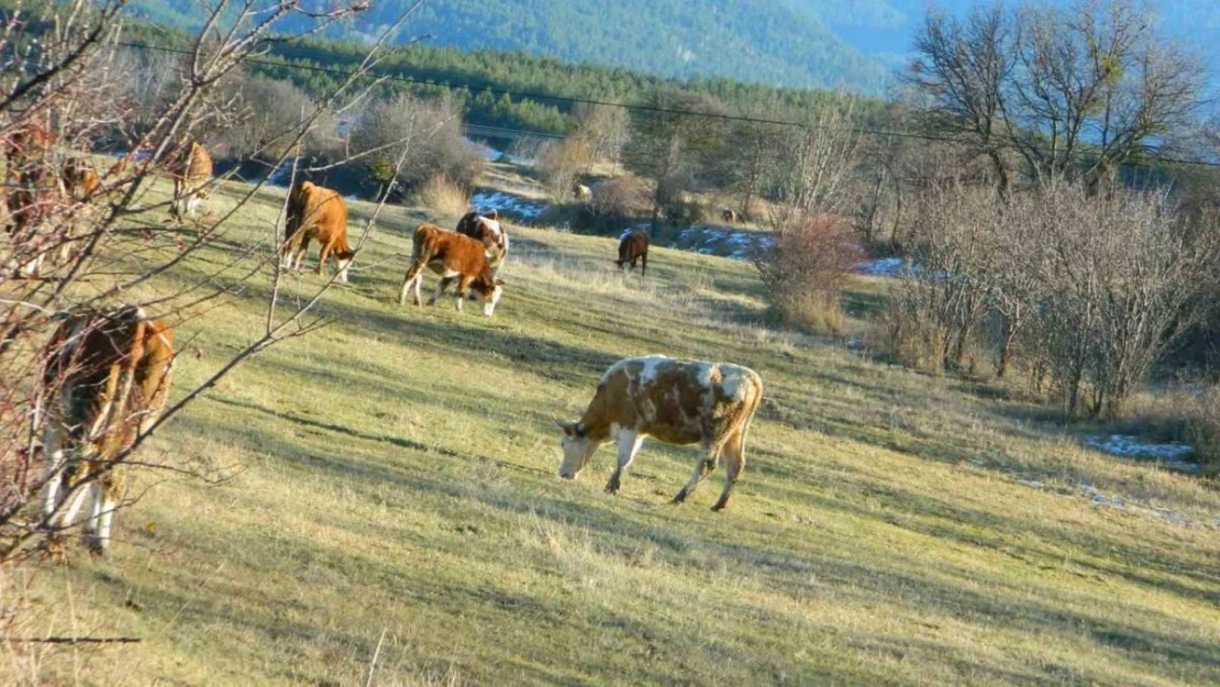 Posof'ta sonbahardan kalma günler