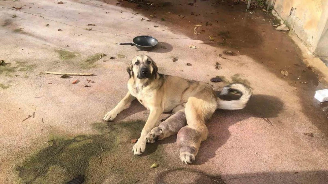 Rize'de hasta köpek tedavi için İstanbul'a gönderildi