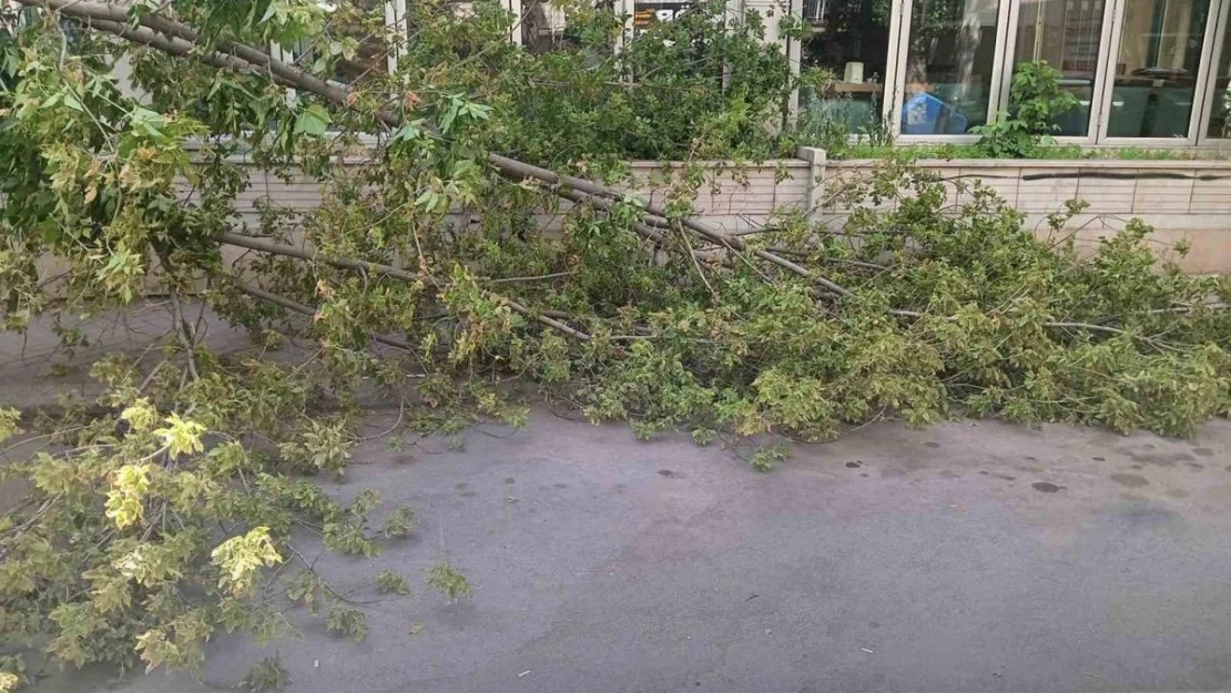 Rüzgarın devirdiği ağaç, park halindeki otomobillerin üzerine düştü