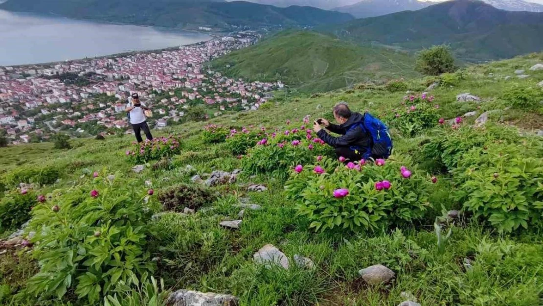 Sadece 20 günlük ömrü olan şakayıklar çiçek açtı