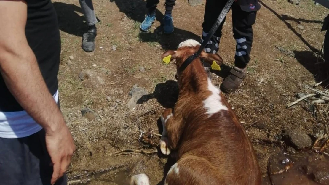 Sahibinin elinden kaçarak baraja düşen dana kurtarıldı