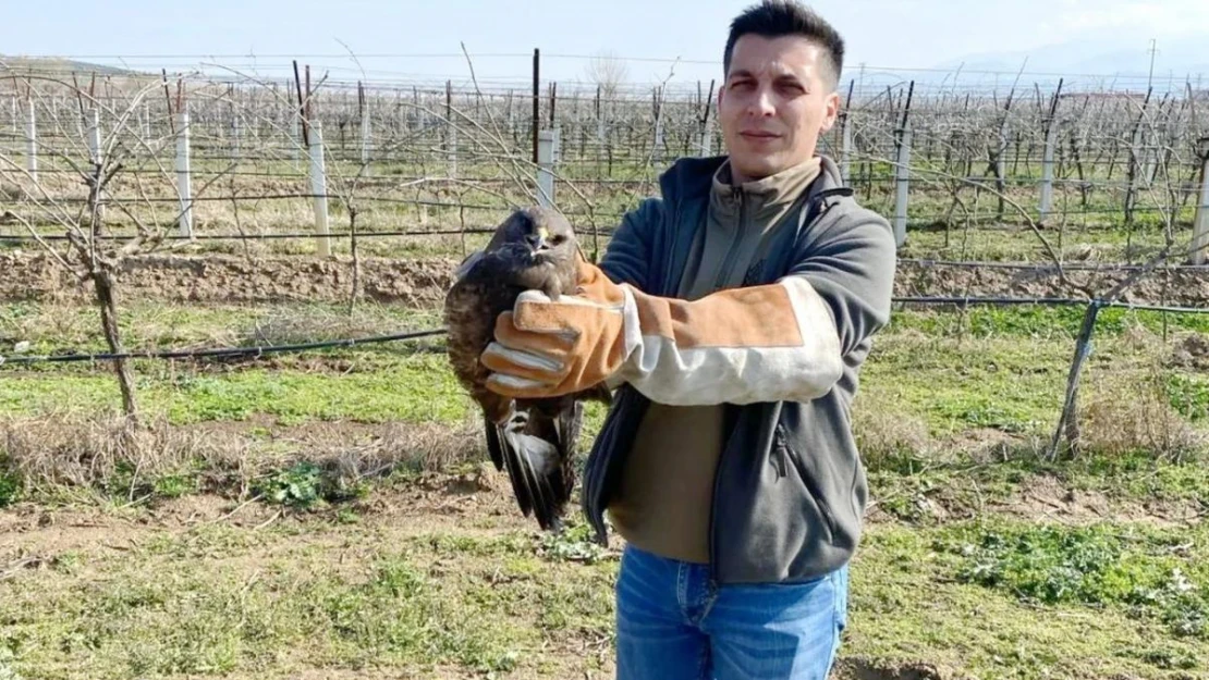 Salihli'de yaralı halde bulunan şahin tedavi altına alındı