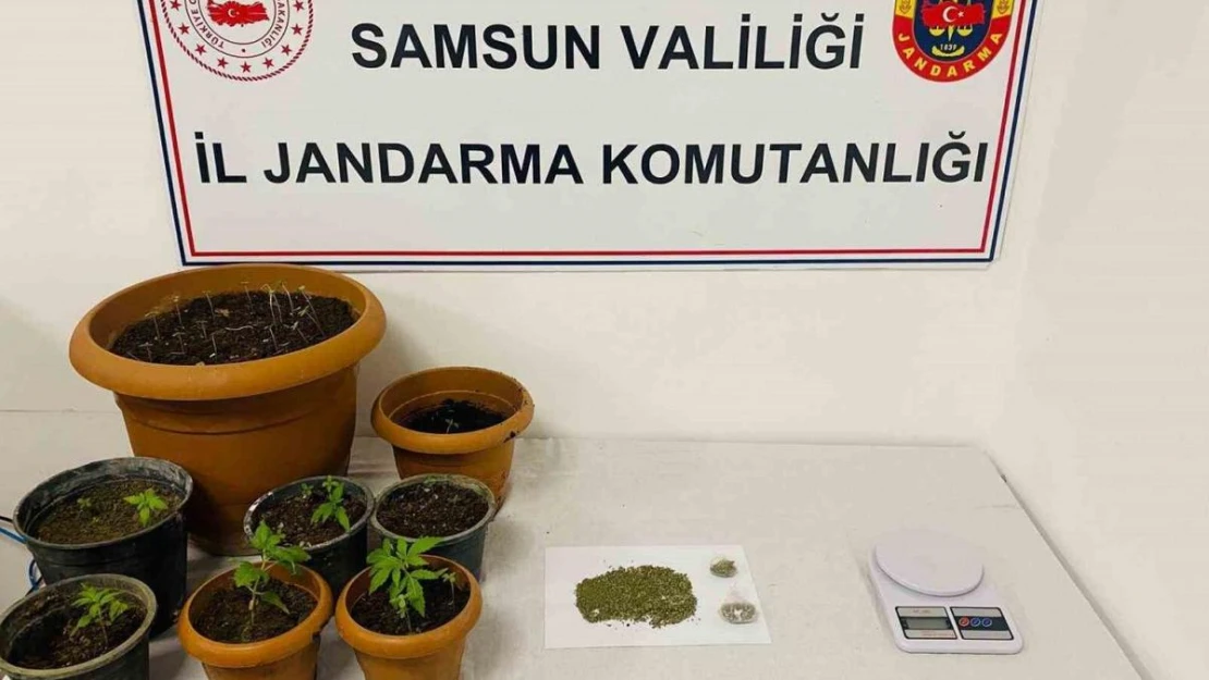 Samsun'da 40 kök kenevir, 25 gram esrar ele geçirildi