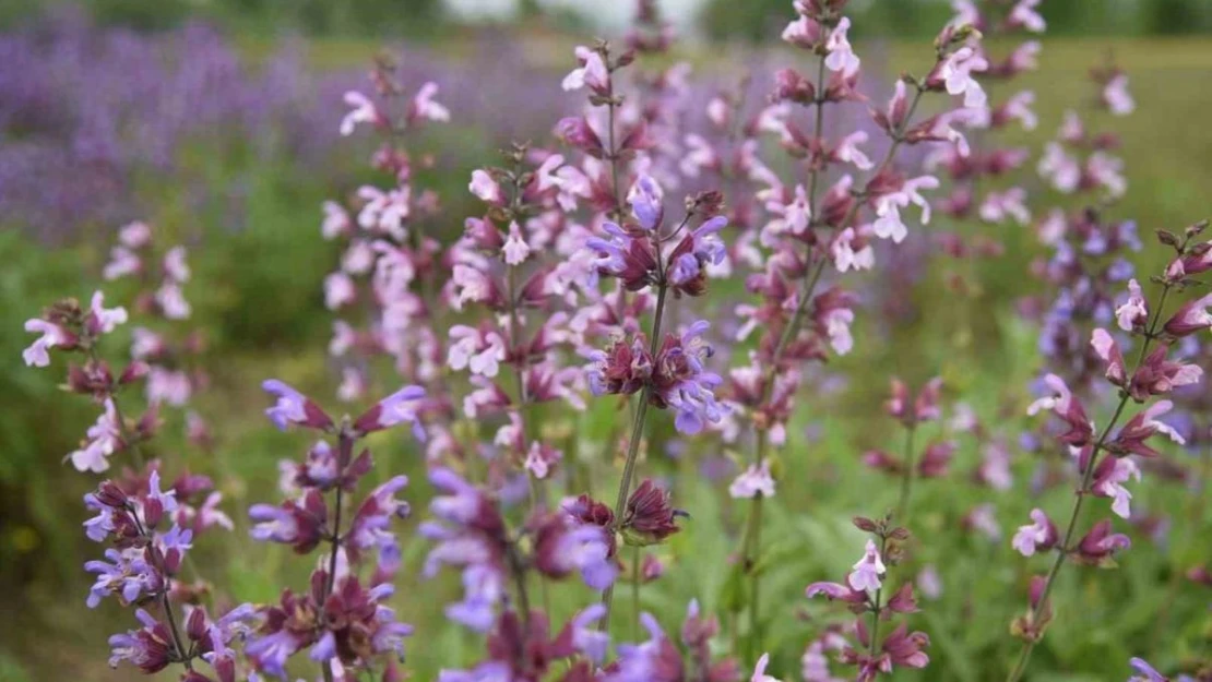 Samsun'da tıbbi aromatik bitki üretimi artıyor