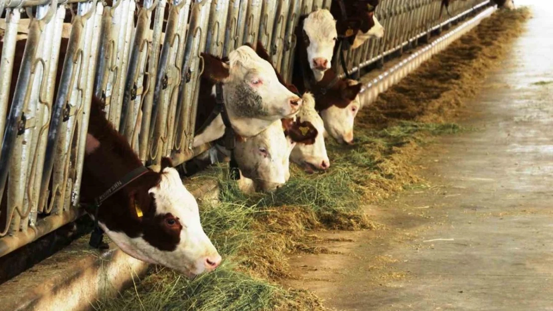 Samsun'dan yurt dışına süt ihraç edecek besici sayısı 6'ya yükseldi