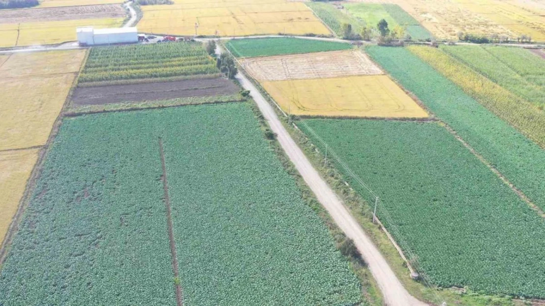 Samsun tarım ürünlerinde Türkiye'de ilk sıralarda