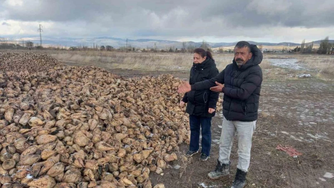 Sandıklı'da şeker pancarı hasadı devam ediyor