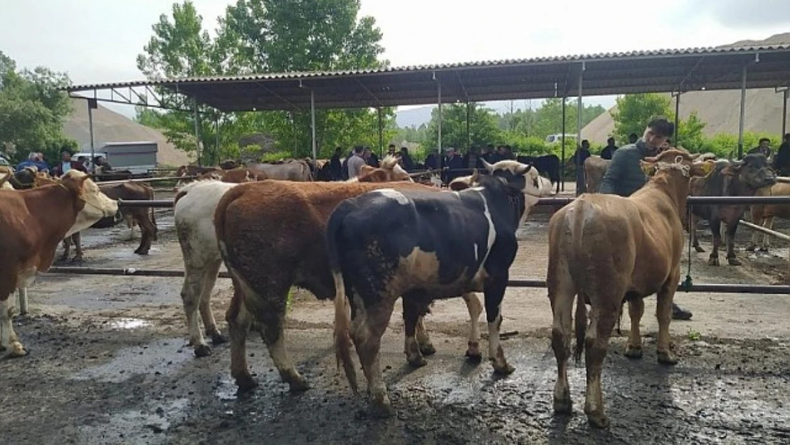 Şap hastalığı görüldü, hayvan pazarı kapatıldı