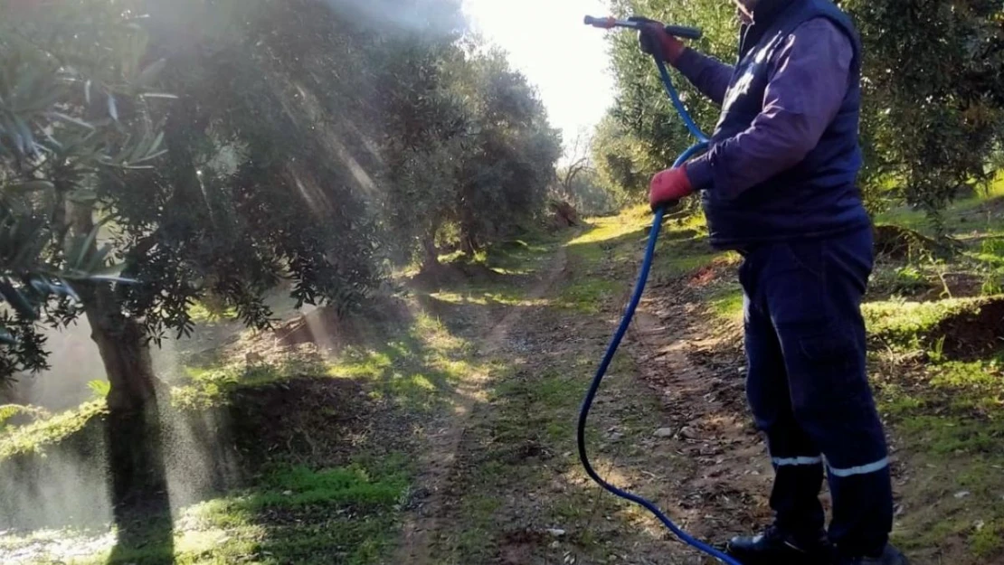 Sarıgöl'de hasadı biten zeytin bahçelerinde ilaçlama başladı