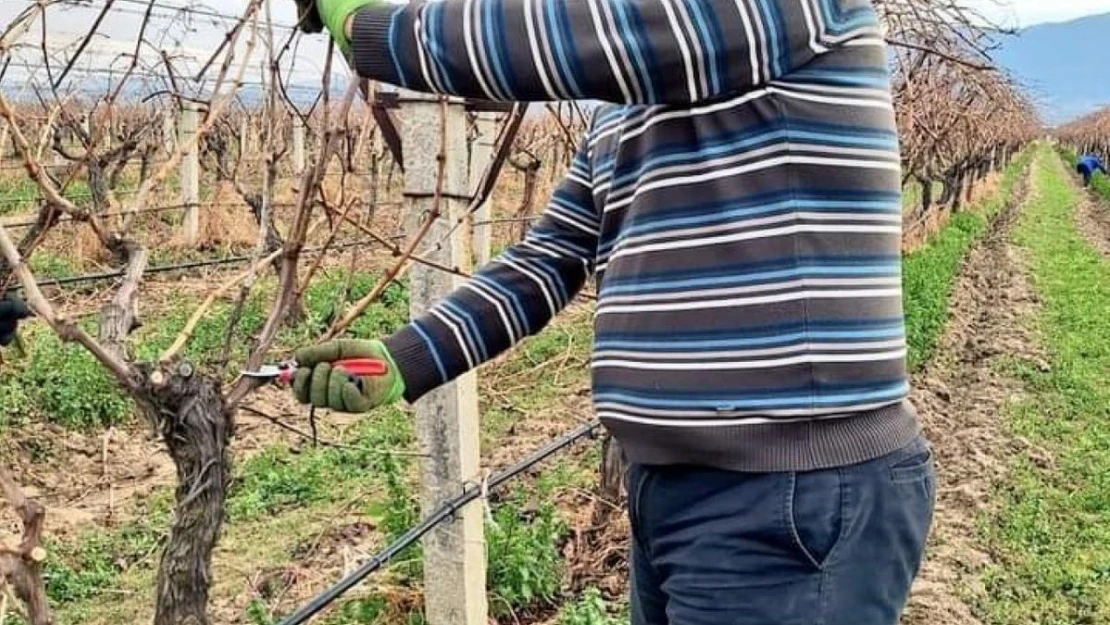 Sarıgöl'ün üzüm bağlarında budama çalışmaları devam ediyor