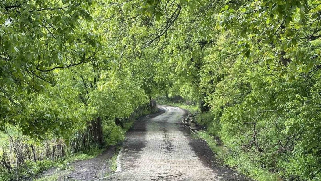 Şemdinli yeşil doğasıyla Karadeniz'i aratmıyor