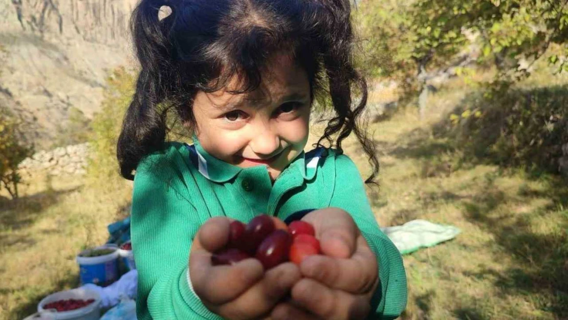 Şerbeti, çayı, meyvesi oluyor! Kalbi koruyor, enfeksiyonu düşürüyor