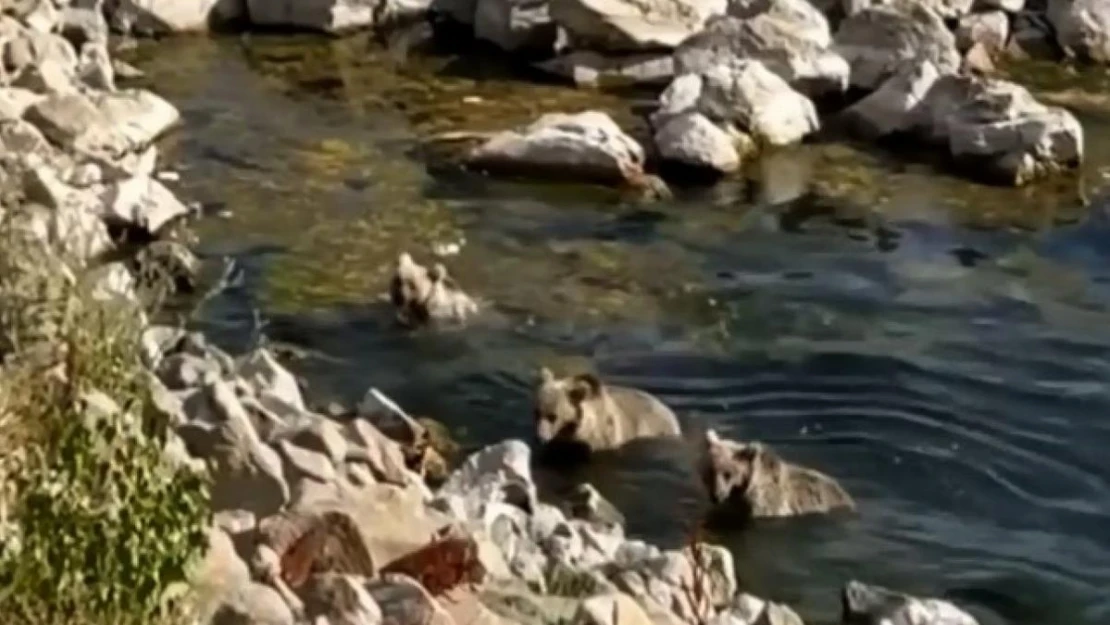 Sıcaktan bunalan yavru boz ayılar Nemrut Krater Gölü'nde serinledi