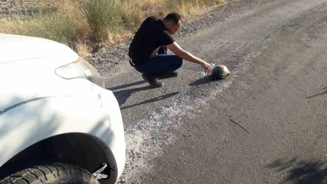 Sıcaktan etkilenen kaplumbağaya su içirdi