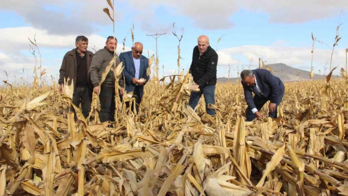 Şiddetli rüzgar hasat edilmeyi bekleyen mısırlara zarar verdi