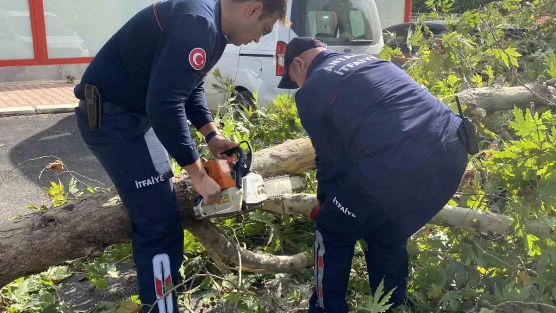 Şiddetli rüzgara dayanamayan çınar ağacı yola devrildi