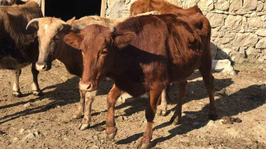 Sığır besicileri desteklenerek yerli ırk koruma altına alınıyor