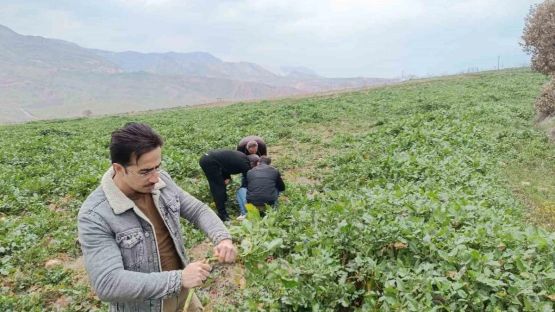 Siirt'te bağ ve bahçelerde yabancı otlarda artış yaşanıyor