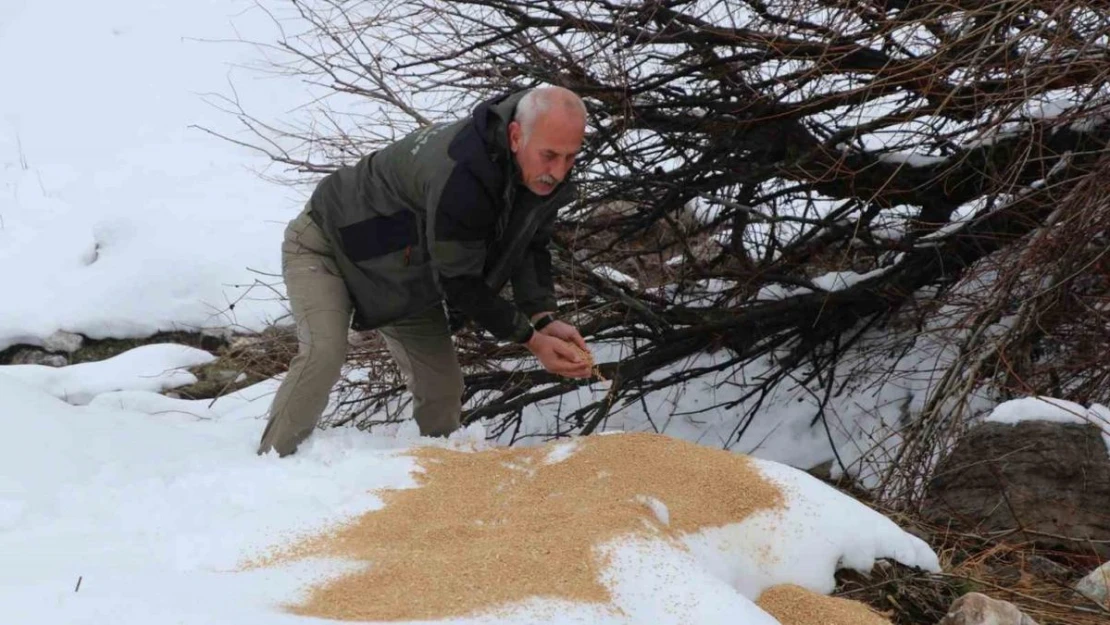 Siirt'te kar altındaki yaban hayvanlarına yem bırakıldı