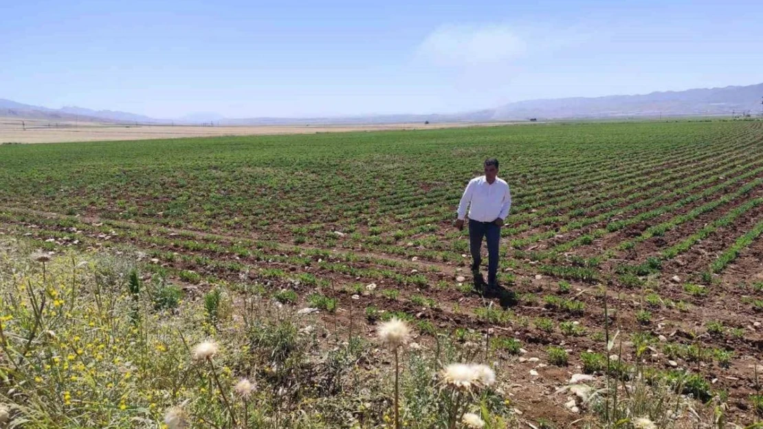 Silopi'ye bin kişiyi istihdam edecek Sera Organize Tarım Bölgesi kuruluyor