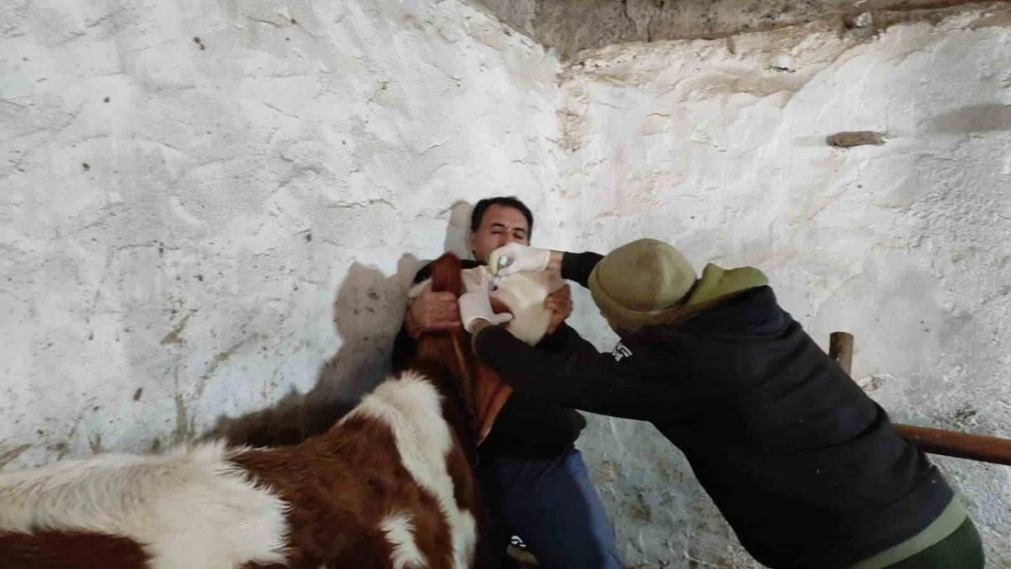 Sinanpaşa'da şap ve brusella aşılaması yapıldı