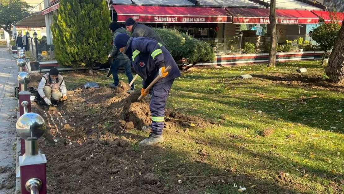 Sincan'da lale soğanı toprakla buluştu