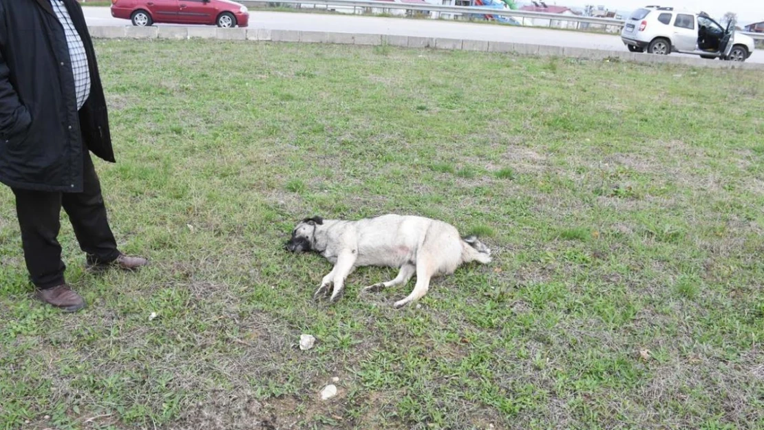 Sinop'ta aracın çarptığı köpek telef oldu