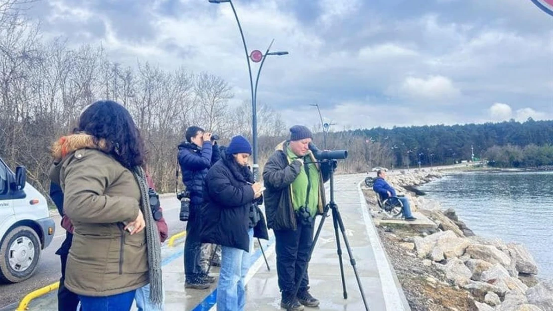 Sinop'ta su kuşu sayımı