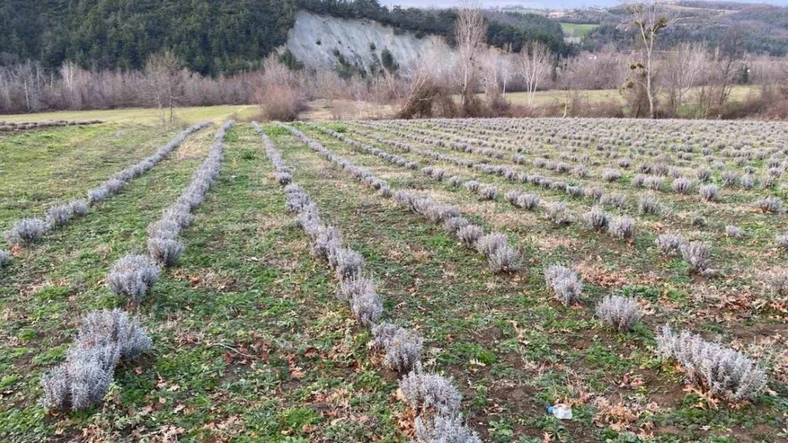 Sinop'ta yaklaşık 700 adet salep dikimi yapıldı