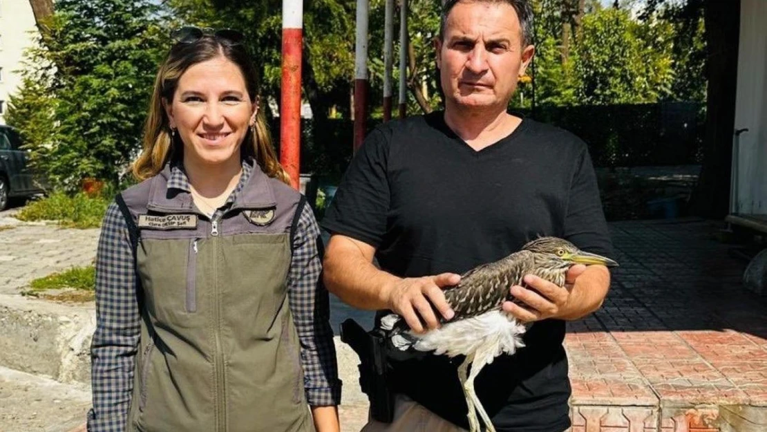 Şırnak'ta 'gece balıkçılı' kuşu tedavi altına alındı