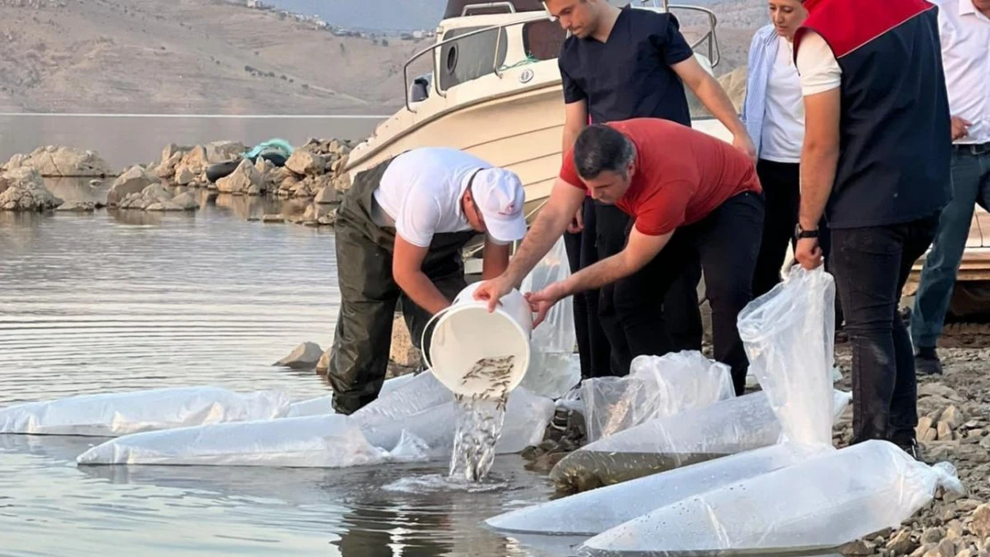 Şırnak'ta 1 milyon 842 bin sazan balığı yavrusu suyla buluşturuldu