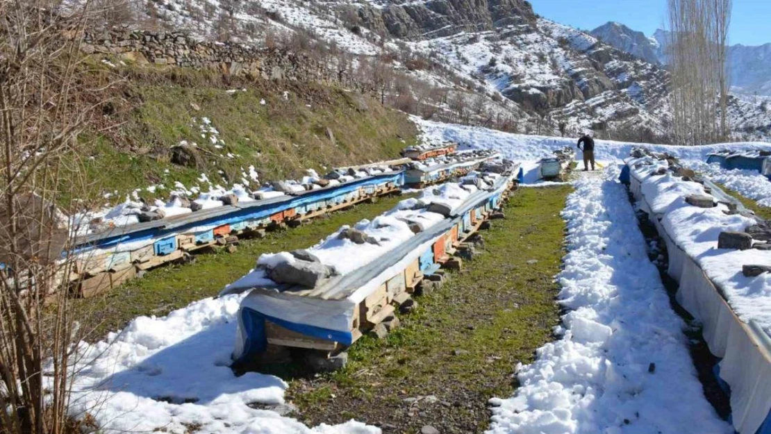 Şırnak'ta arılar kış uykusunda arıcılar nöbette