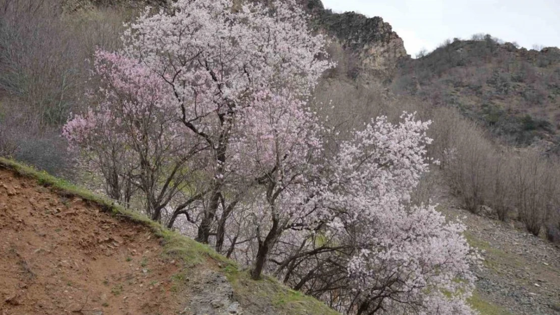 Şırnak'ta badem ağaçları çiçek açtı